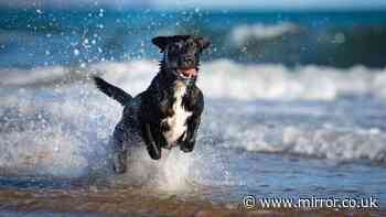 UK's best dog-friendly beaches for summer 2026 named — with 4 in the same county