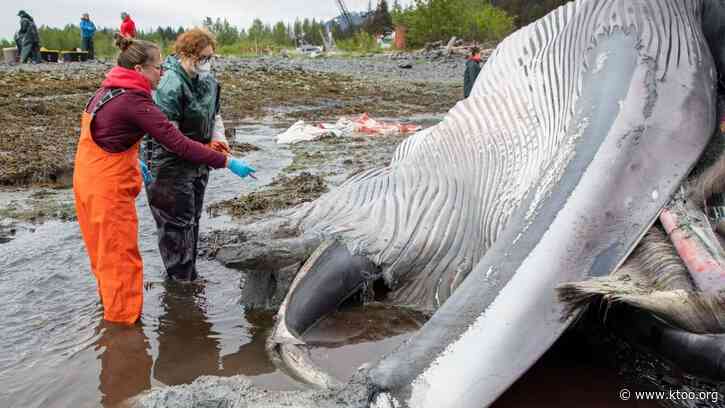 Preliminary necropsy shows dead fin whale in Seward had injuries consistent with vessel strike