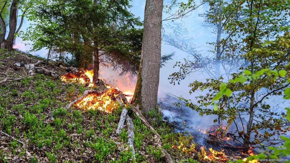 „Hohe Waldbrandgefahr“ in Hamburg – Umweltbehörde fordert zum Wassersparen auf