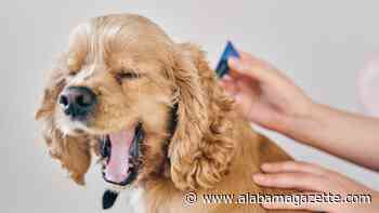 How to spot and get rid of fleas on your dog