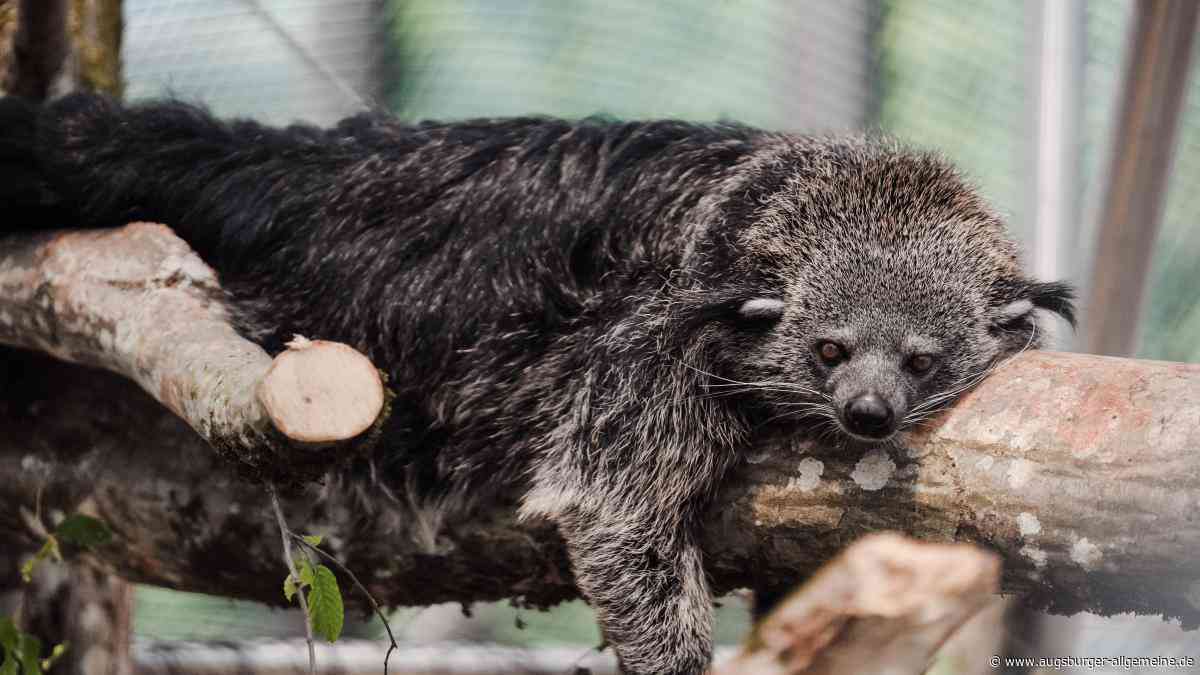 Neue Dschungelwelt im Tierpark München: Dieses bizarre Tier wohnt jetzt in Hellabrunn