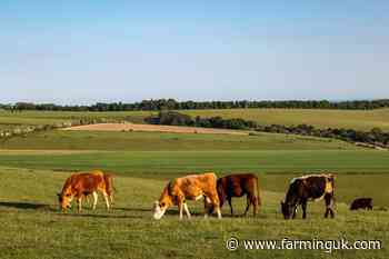 Livestock farmers urged to act as extreme heat threatens stock and forage