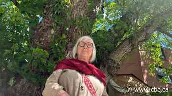 Tibetan temple development plan threatens 150-year-old Parkdale tree