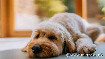 Vet urges dog owners to do this 5-second test before every summer walk