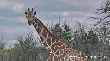 Runaway giraffe Gracie sparks two-week search with helicopters brought into hunt