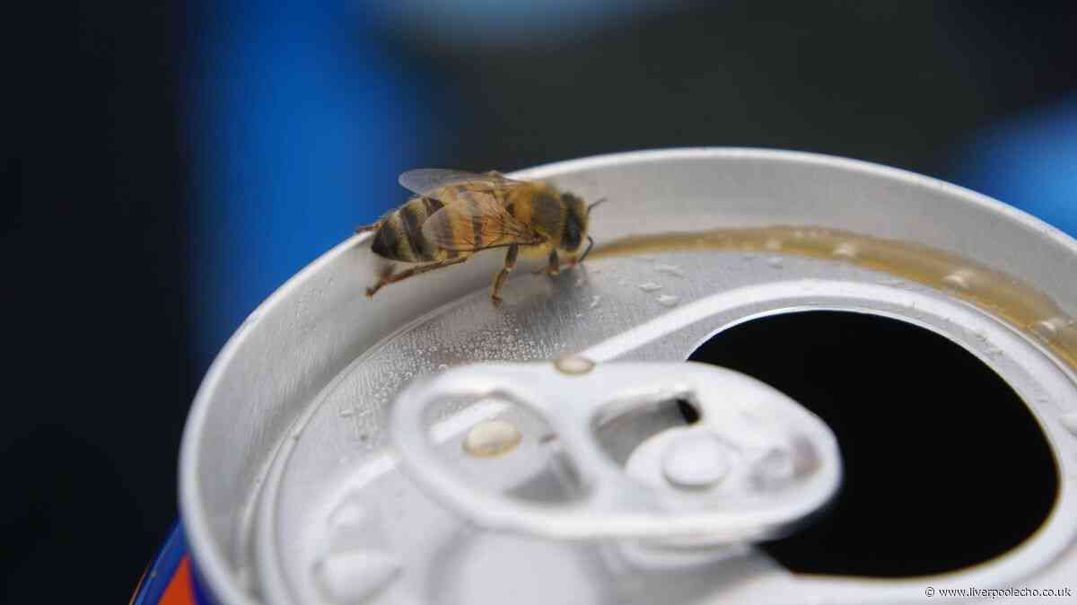 'Brilliant' £4 Amazon product keeps bees and bugs out of drinks during UK heatwave