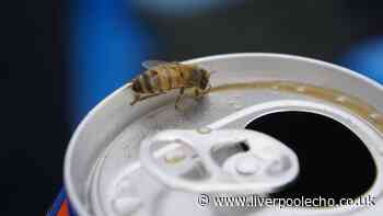 'Brilliant' £4 Amazon product keeps bees and bugs out of drinks during UK heatwave