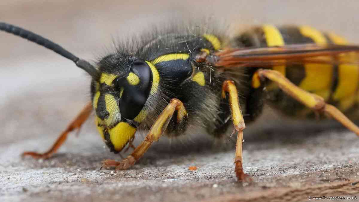 Keep wasps out of your garden this summer with 69p item they 'hate'