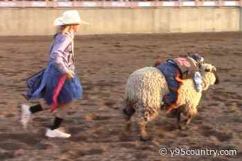 Get Ready For Mutton Bustin At The Central Wyoming Fair