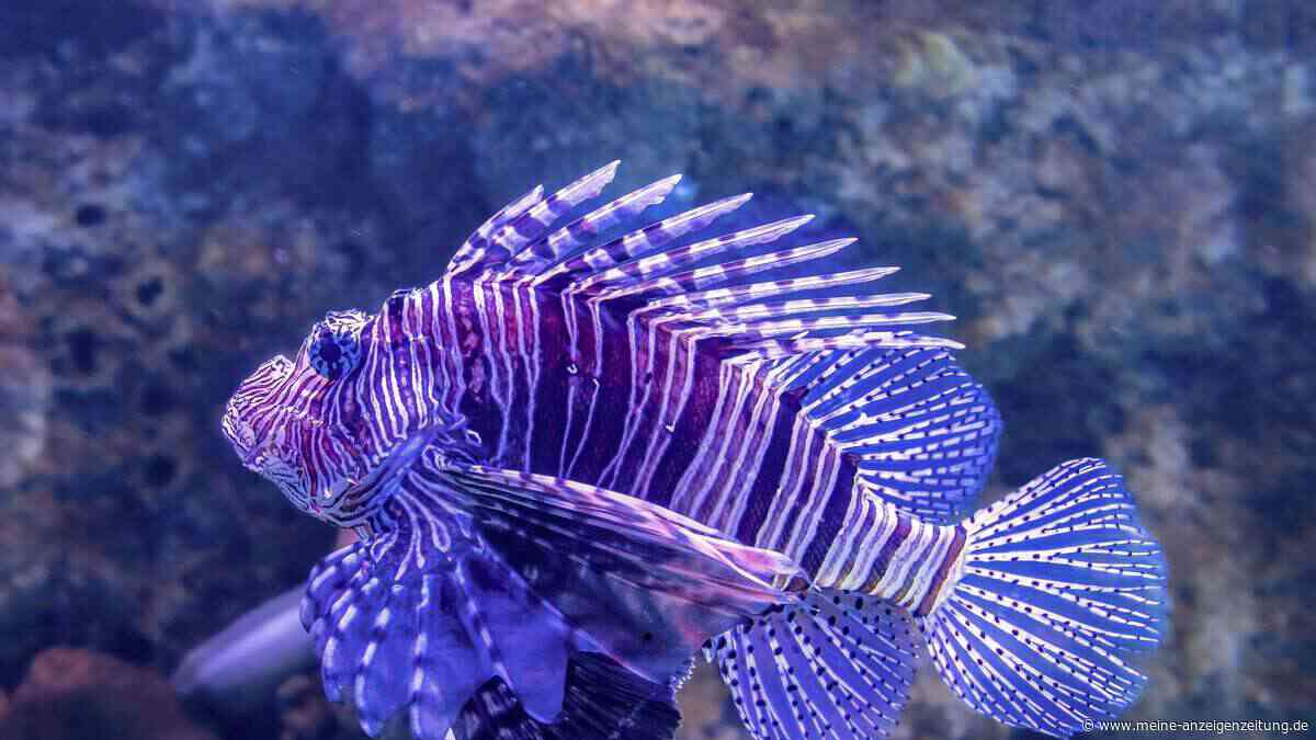 Giftiger Skorpionfisch vor Italien gefilmt – Risiken für Badegäste