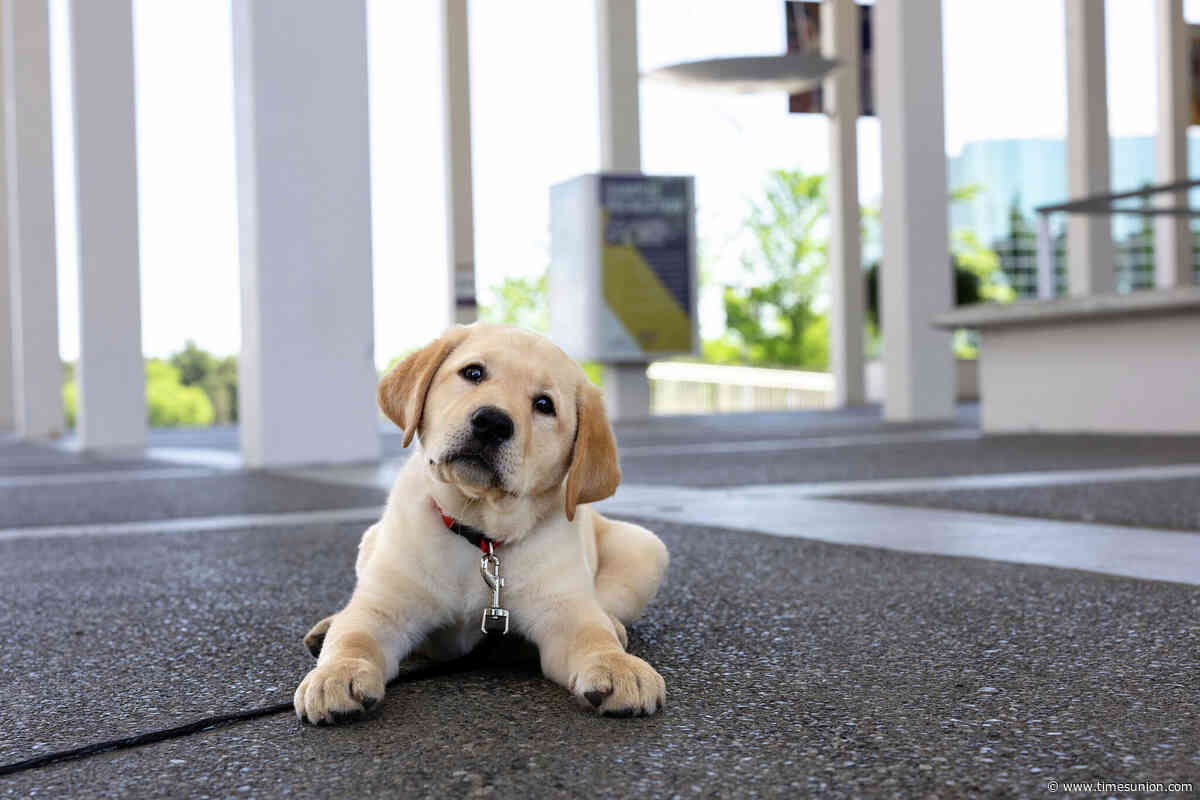 New therapy dog to start training on UAlbany campus
