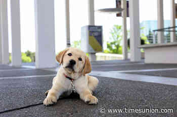 New therapy dog to start training on UAlbany campus