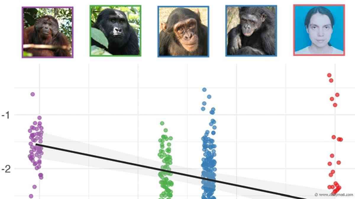 That's bananas! Hilarious recordings reveal how great apes LAUGH in a similar rhythm to humans