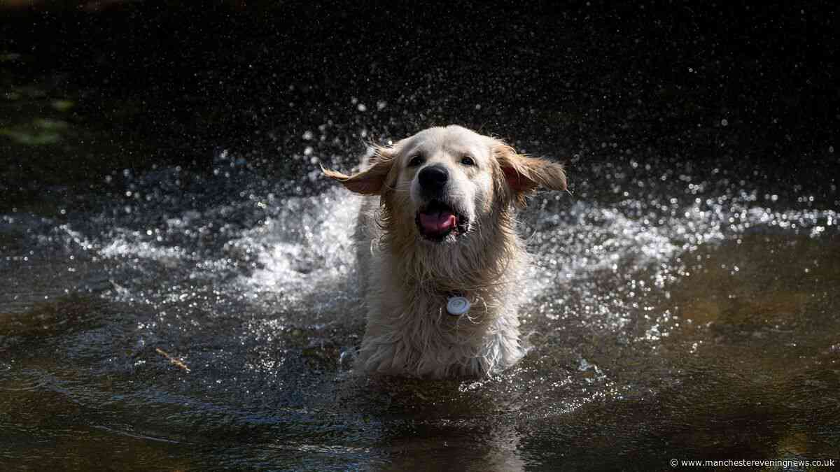 RSPCA names one thing you should not do to cool dogs down in heatwave