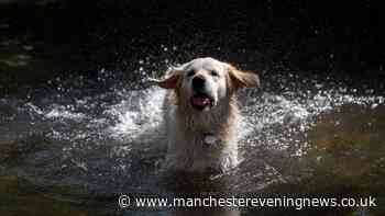 RSPCA names one thing you should not do to cool dogs down in heatwave