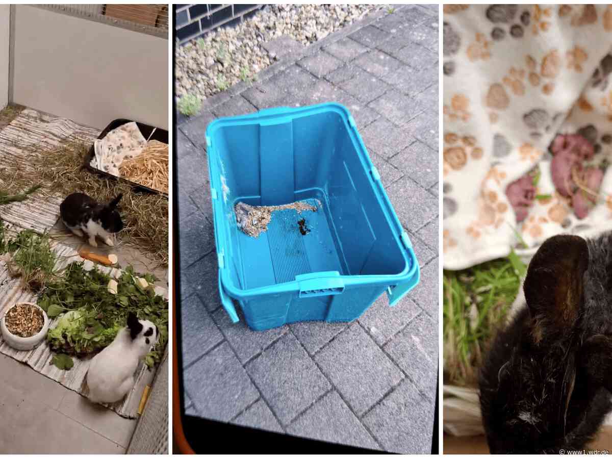 Bergheim: Zwei Kaninchen-Babys sind erstickt