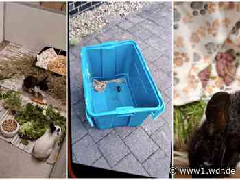 Bergheim: Zwei Kaninchen-Babys sind erstickt
