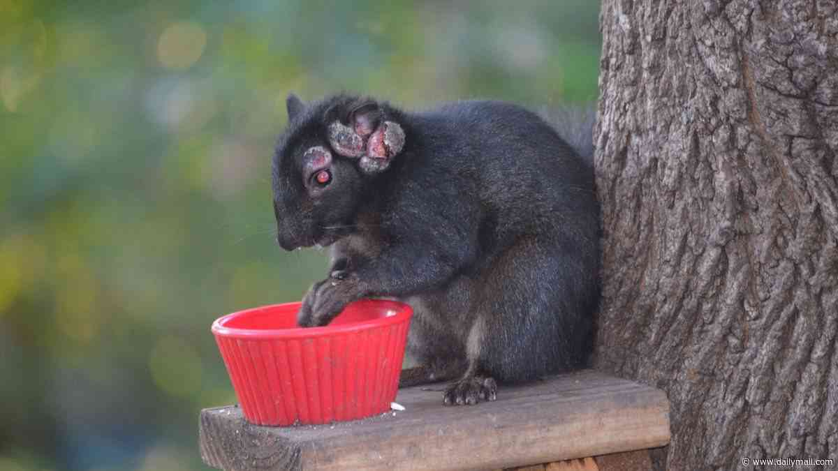 Grotesque 'zombie squirrels' with oozing flesh pods spark alarm across the US