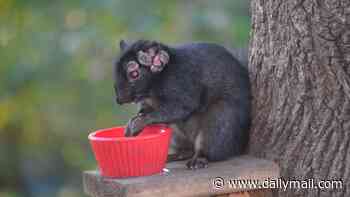 Grotesque 'zombie squirrels' with oozing flesh pods spark alarm across the US
