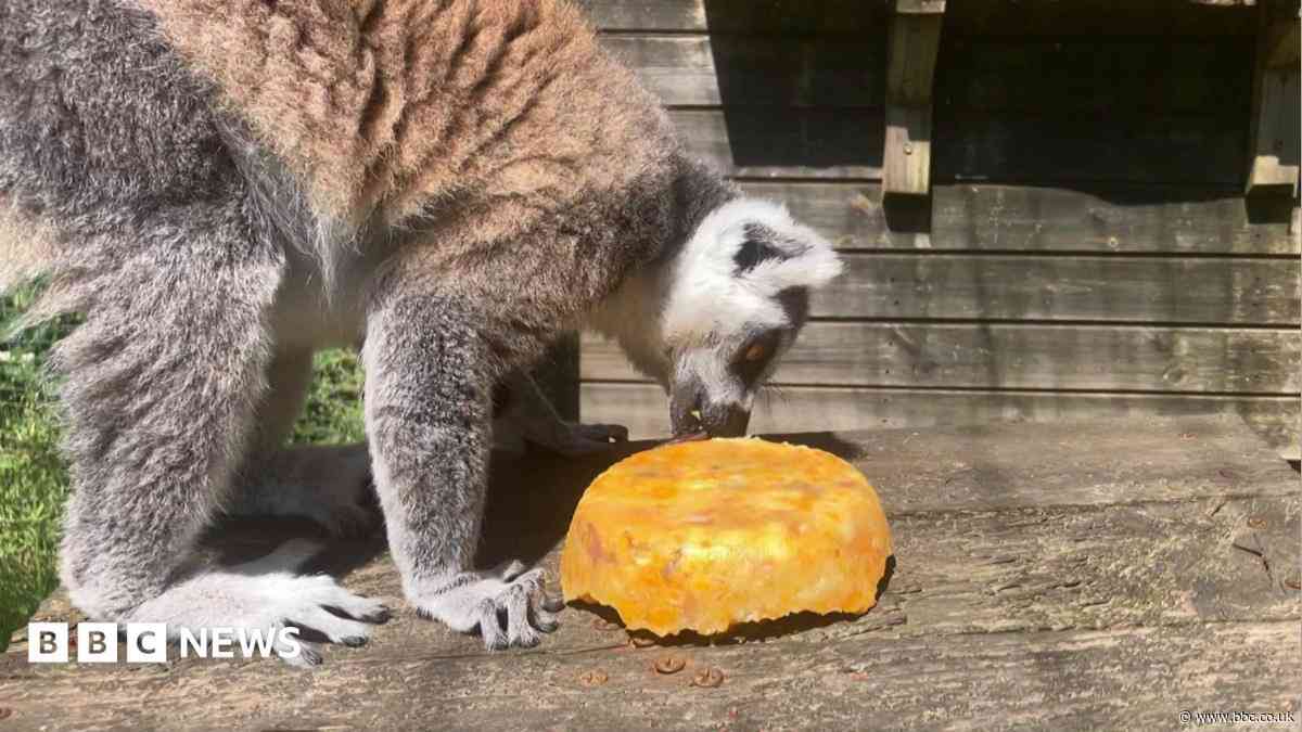 Frozen treats help creatures chill during heatwave