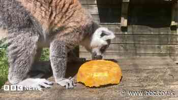 Frozen treats help creatures chill during heatwave