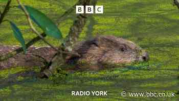 Yorkshire beavers helping to reduce flood risk