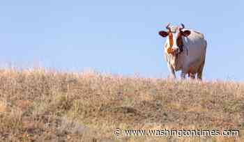 Ukraine says Russia burying cattle infected with anthrax to spread disease to civilians