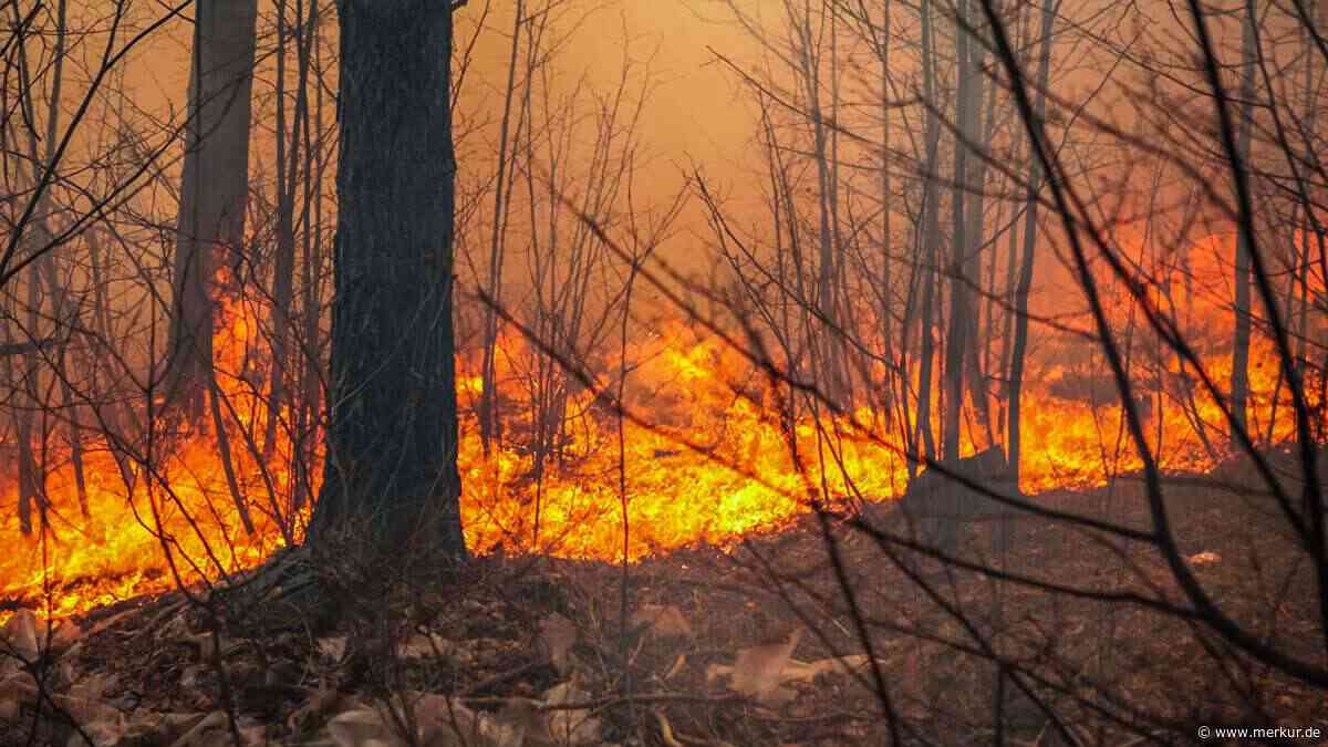 Waldbrandgefahr Stufe 4: Sonnwendfeuer auf der Neureuth fällt aus