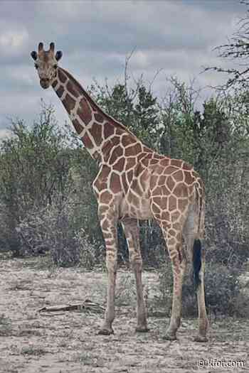 A giraffe named Gracie escaped in Texas. No one can seem to find her