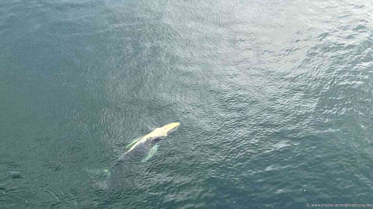 Nach „Timmy“: Buckelwal „Hartwin“ steuert auf Ostsee zu – „Alle lassen ihn im Stich“