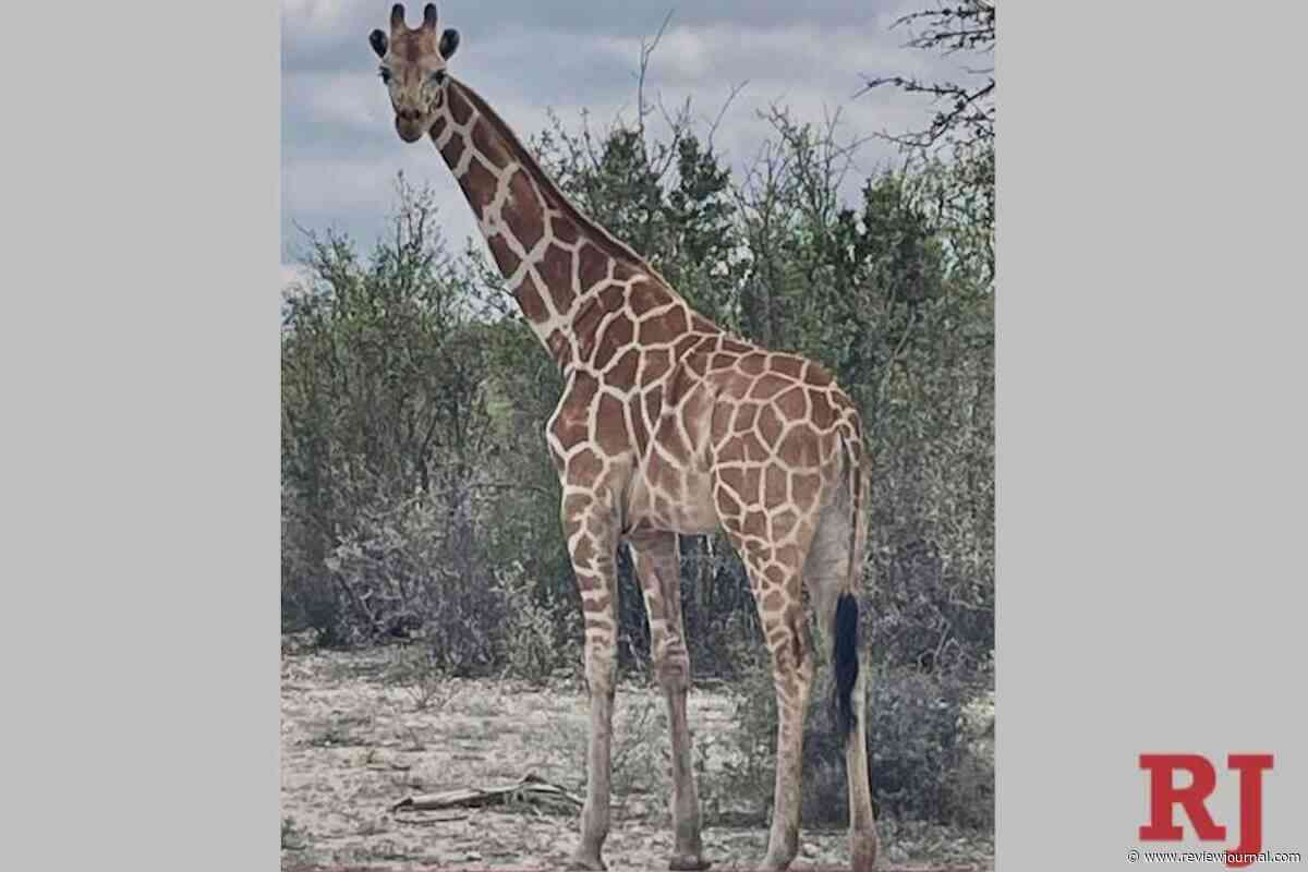 A giraffe named Gracie escaped in Texas. No one can seem to find her
