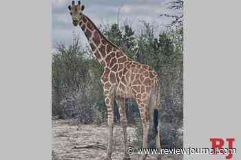 A giraffe named Gracie escaped in Texas. No one can seem to find her