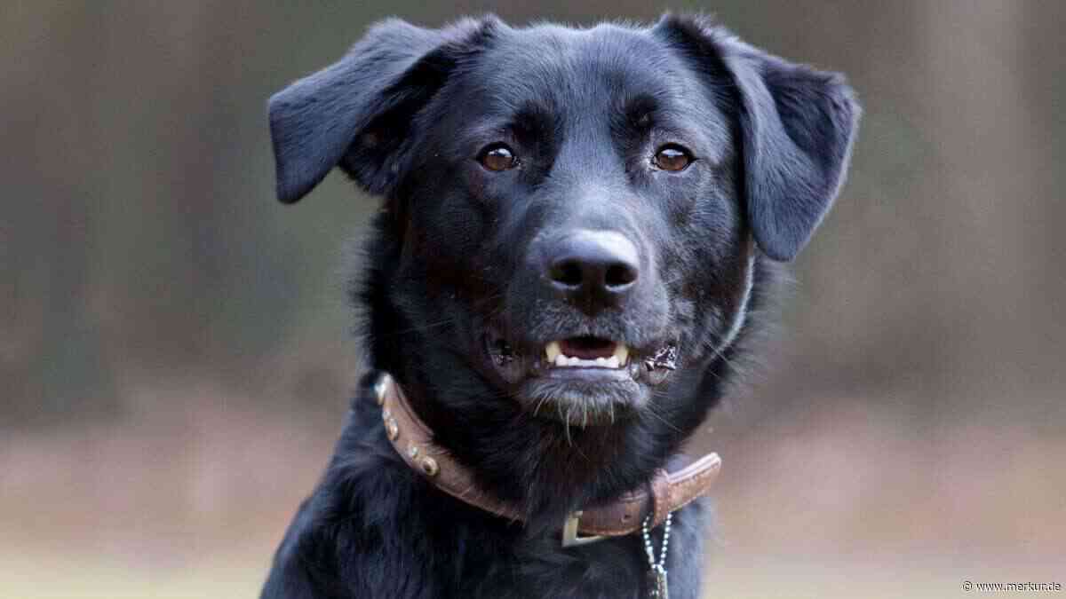 „Acht Jahre wartet er schon“: Tierheim sucht Zuhause für Hund Mogli