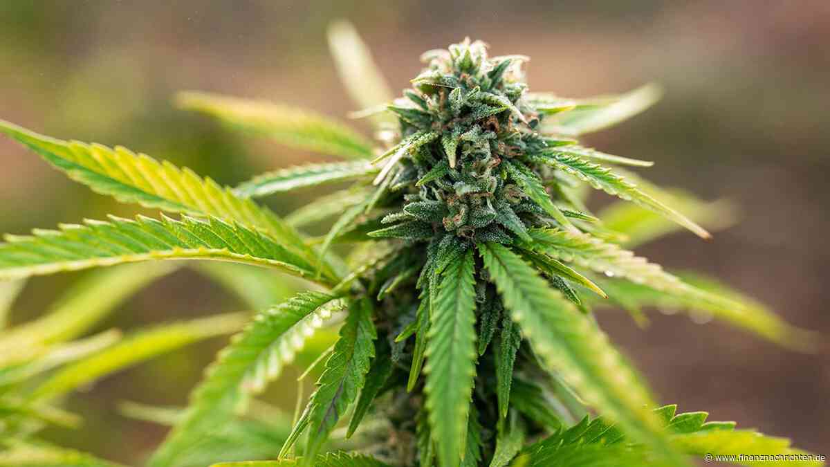 Canopy, Tilray & Co. zittern: Lässt die DEA Cannabis-Aktien beben? Darauf sollten Anleger ab Montag achten