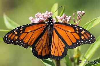ODOT highlights National Pollinator Week, dedicating 15,000 acres to monarch butterfly conservation