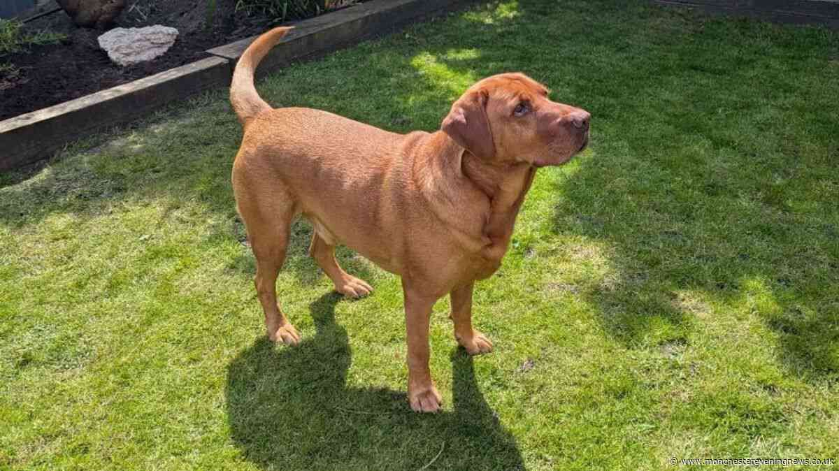 Bargain Argos buy is the only thing keeping my dog cool in the heatwave