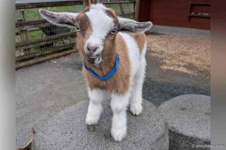 Baby goat JoeJoe dies ‘relaxed, safe and dearly loved’ at Victoria farm