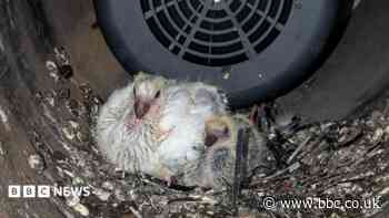 Baby pigeons rescued from waste incinerator site