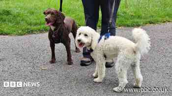 How to keep your pets safe during the heatwave