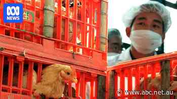 Asia has spent 30 years fighting bird flu. Here's what Australia can learn