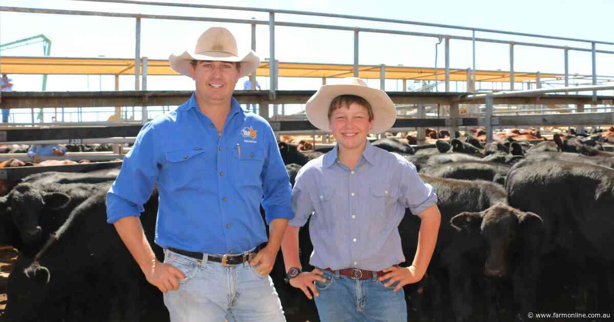 Australian cattle prices hit five-year high as rains spark herd rebuild