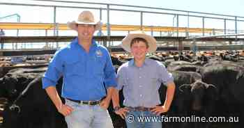 Australian cattle prices hit five-year high as rains spark herd rebuild