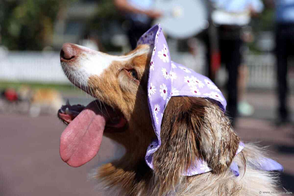 Fleur blanche, crème brûlée ou gâteau : ces parfums pour animaux sont fabriqués à partir de concentrés fabriqués à Grasse