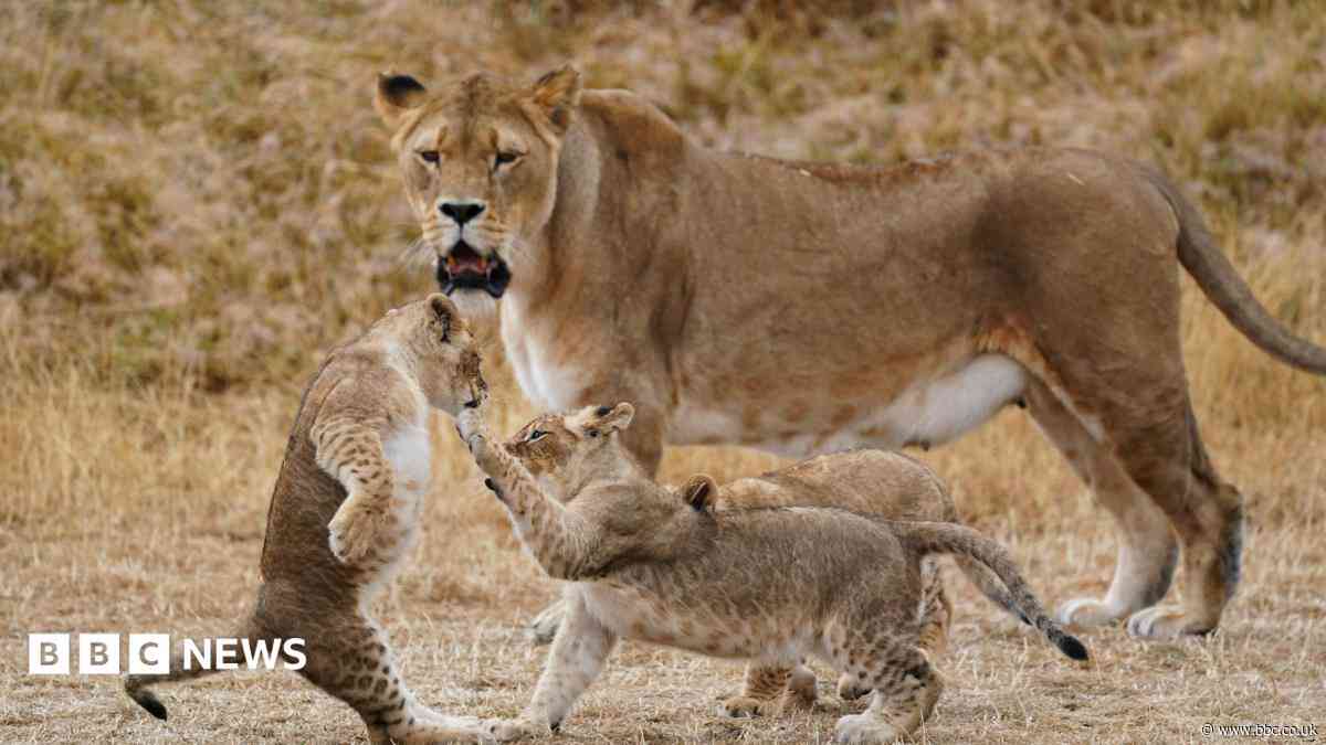Safari park welcomes summer attraction price cuts