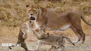 Safari park welcomes summer attraction price cuts