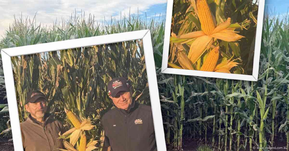 Fast-growing variety switch could be key weapon against a costly crop pest