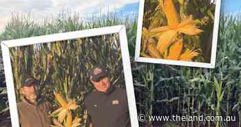Fast-growing variety switch could be key weapon against a costly crop pest