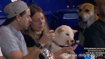 Forlorn dog that had to watch another pup enjoy feast at MLB game is offered incredible treat for his good behavior