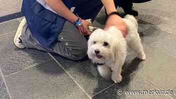 Polizei zerschlägt Autoscheibe und rettet Hund aus 59-Grad-Hitze