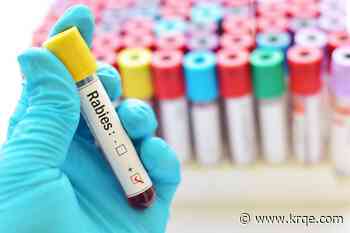 NMDOH: Fox in McKinley County tests positive for rabies